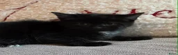 Mixed Breed cats for sale: 4 Beautiful kittens  in Rotherham - Advert 5