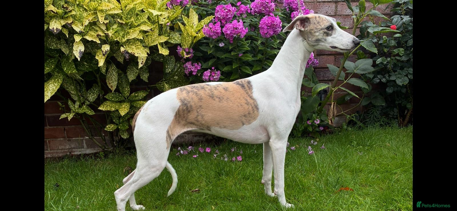 Whippet dogs Whippet bitch for rehoming - Advert 1