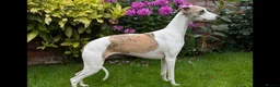 Whippet dogs for sale: Whippet bitch for rehoming in Doncaster - Advert 1