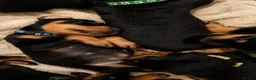 Dobermann dogs for sale: Beautiful Rotterman pups Doberman X Rottweiler - Advert 8
