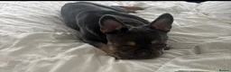French Bulldog dogs for sale: Remi  - Advert 3