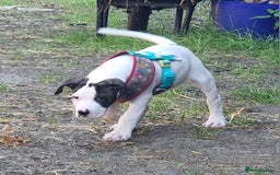 American Bulldog dogs for sale: American bulldog puppies  - Image 2