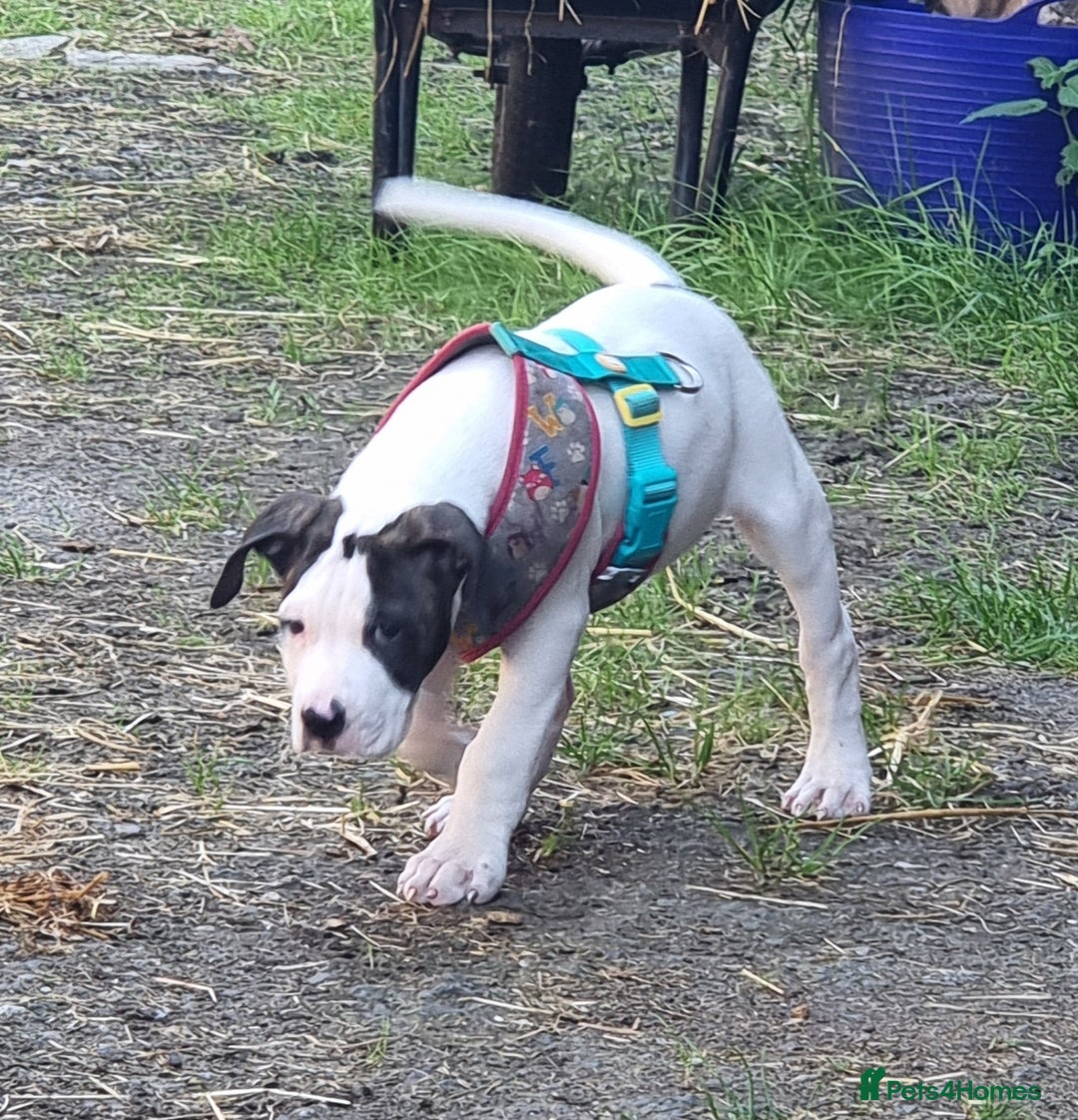 American Bulldog dogs for sale: American bulldog puppies  - Image 2