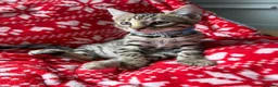Bengal cats for sale: LAST ONE LEFT - MALE ✨GLITTER Coat✨Bengal kittens  - Advert 5