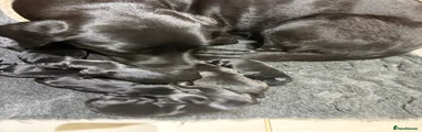 Mixed Breed 1