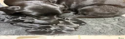 Mixed Breed dogs for sale: Gorgeous puppies looking for a home  in Saffron Walden - Advert 2