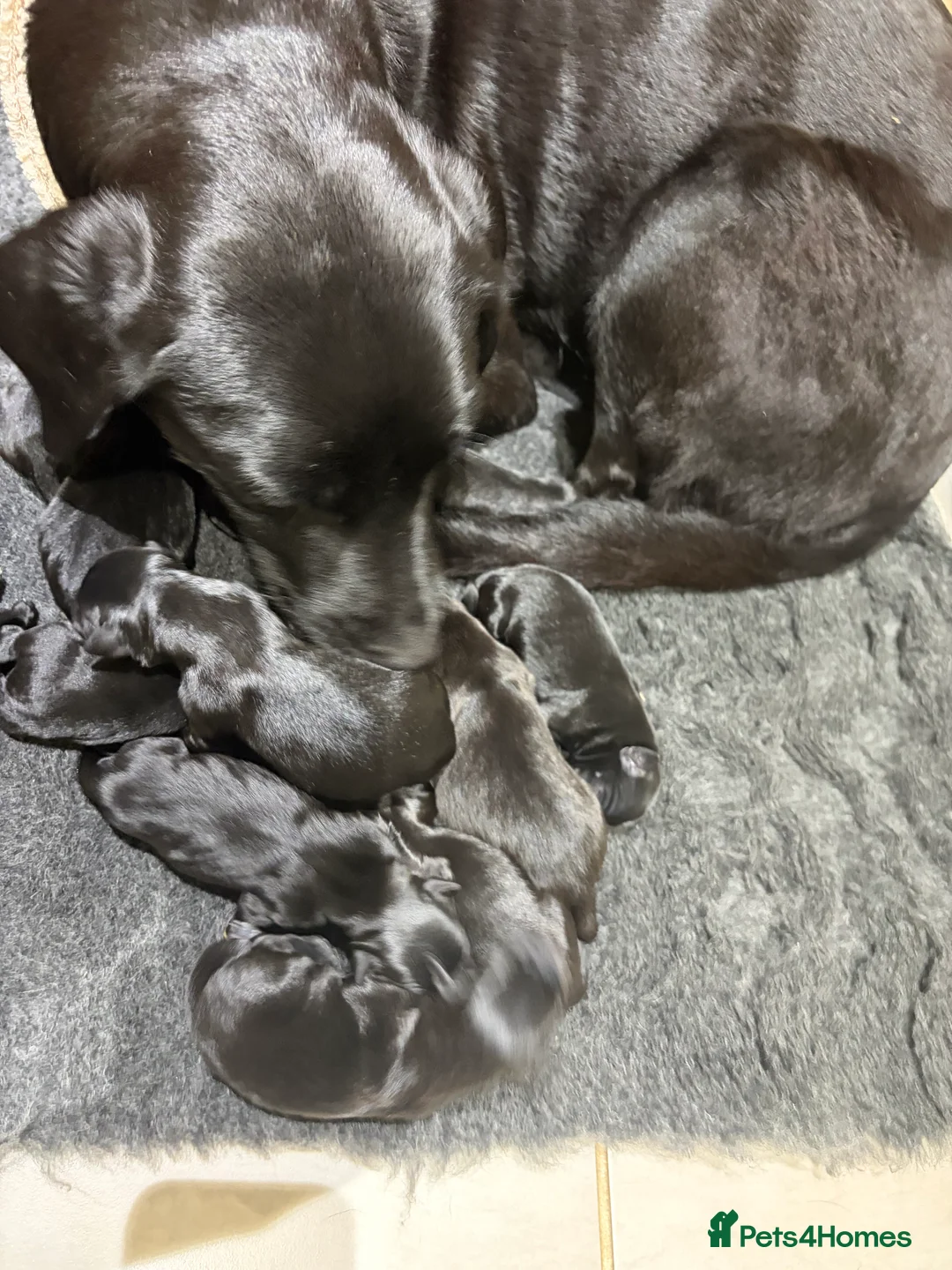 Mixed Breed dogs for sale: Gorgeous puppies looking for a home  in Saffron Walden - Advert 2
