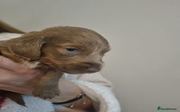 Miniature Dachshund dogs for sale:   Long haired  dachshunds puppies  top quality  - Image 7