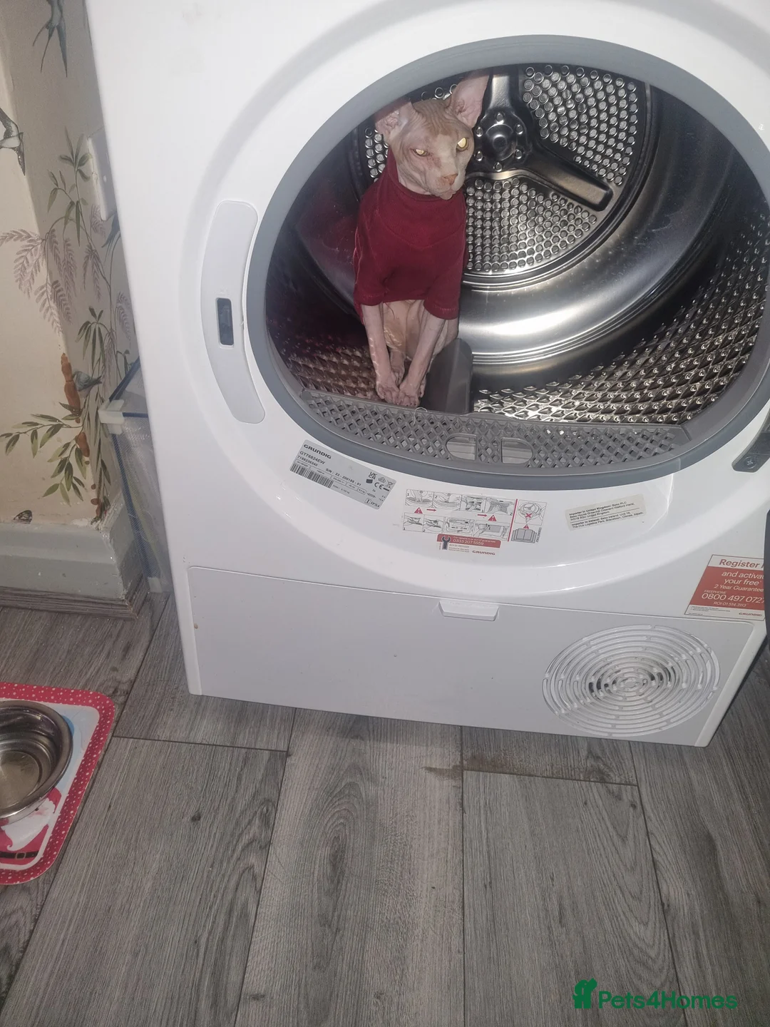 Sphynx cats for stud: Beautiful strong sphynx boy in Dewsbury - Advert 23