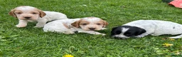 Cocker Spaniel dogs for sale: KC Registered Working Cocker Spaniel Puppies  - Advert 4