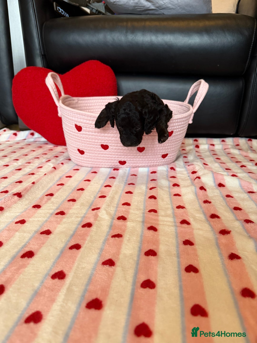 Cockapoo dogs for sale: Beautiful Cockapoo Puppies  - Advert 14