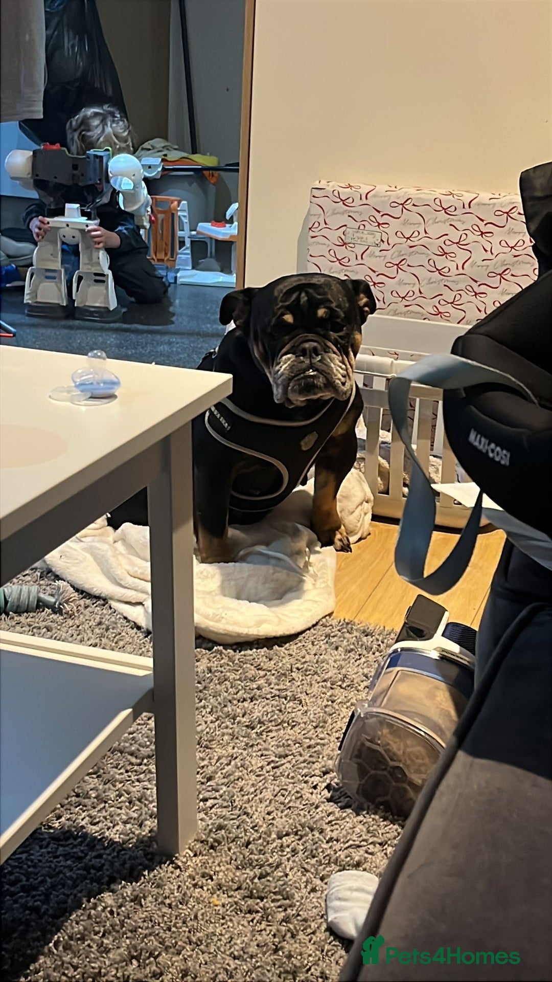 English Bulldog dogs for sale: 3 year old English bulldog.  - Advert 1