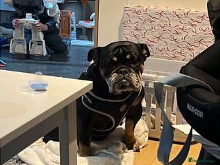 English Bulldog dogs 3 year old English bulldog. - Advert 1