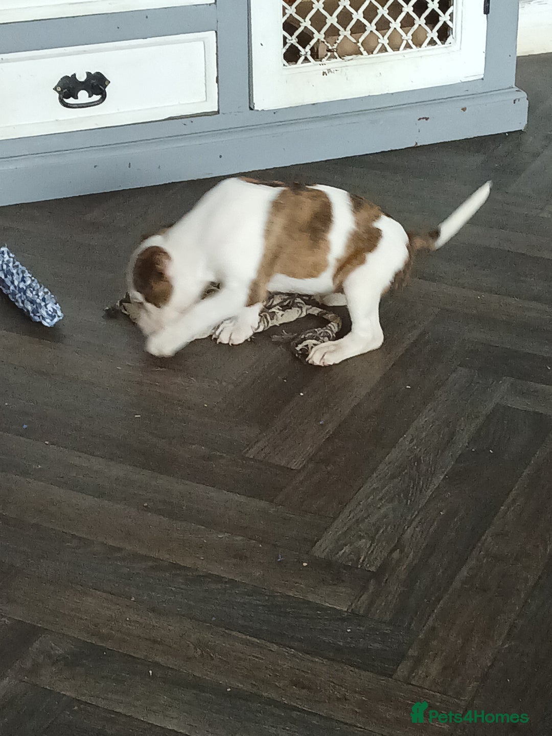 Mixed Breed dogs for sale: 3 loving puppys for sale - Image 5