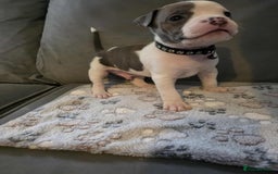 American Bully dogs for sale: Beautiful amarican pocket bullys  - Advert 12