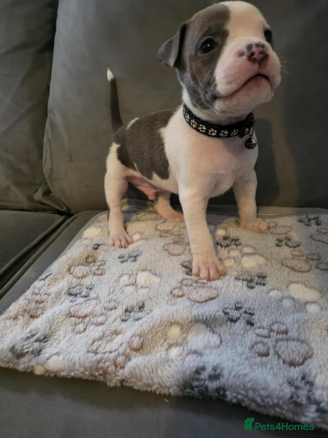 American Bully dogs for sale: Beautiful amarican pocket bullys  - Advert 12