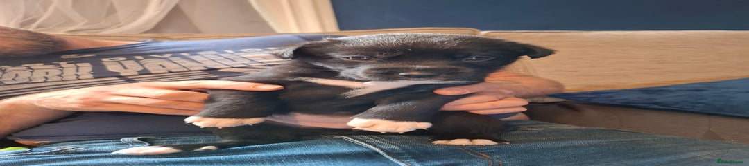 Borador Puppy 3