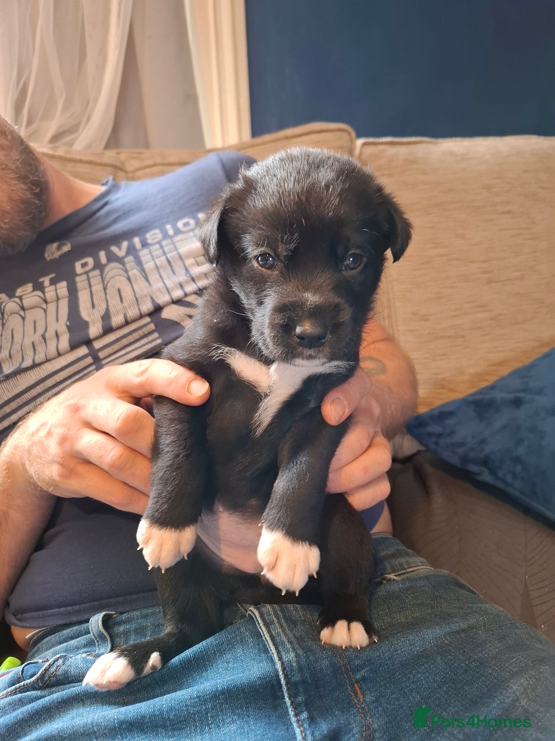 Borador dogs for sale: Borador puppies - Image 11