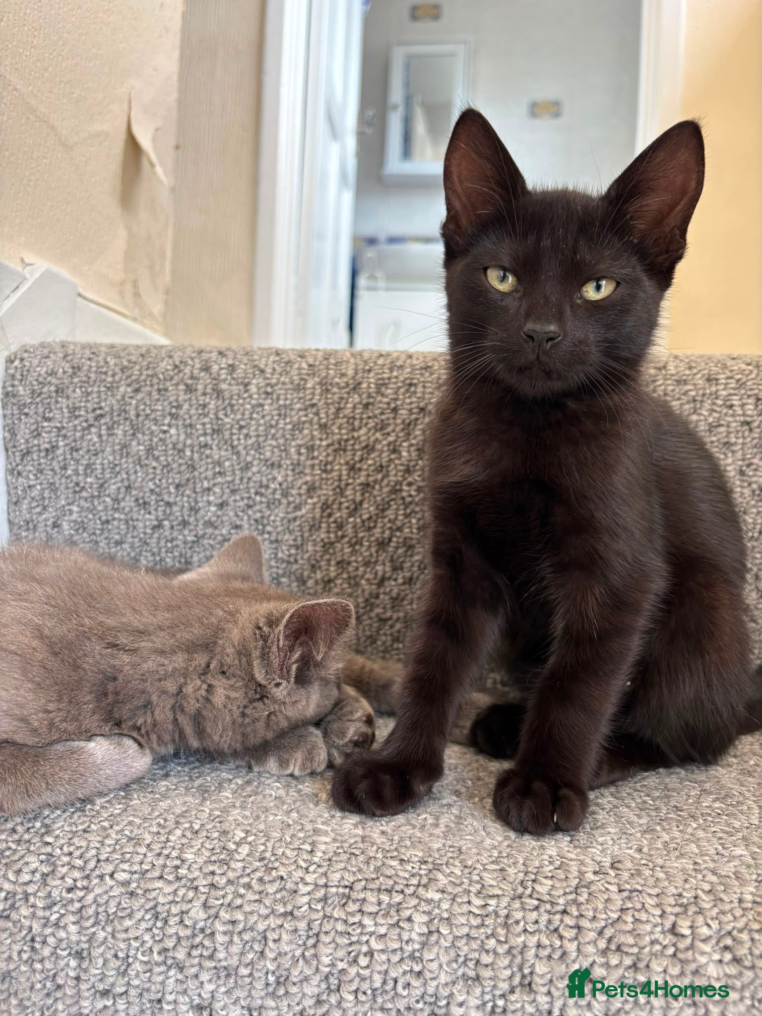 Mixed Breed cats Very affectionate Black Kitten  - Advert 2