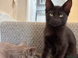 Mixed Breed cats Very affectionate Black Kitten - Advert 2