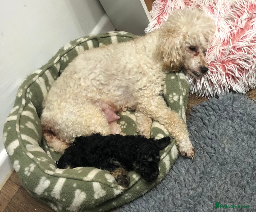Toy Poodle dogs for sale: Teddy is ready to go! - Advert 4