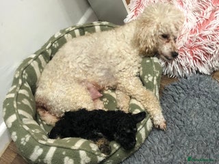 Toy Poodle dogs Ernie is ready to go! - Advert 8