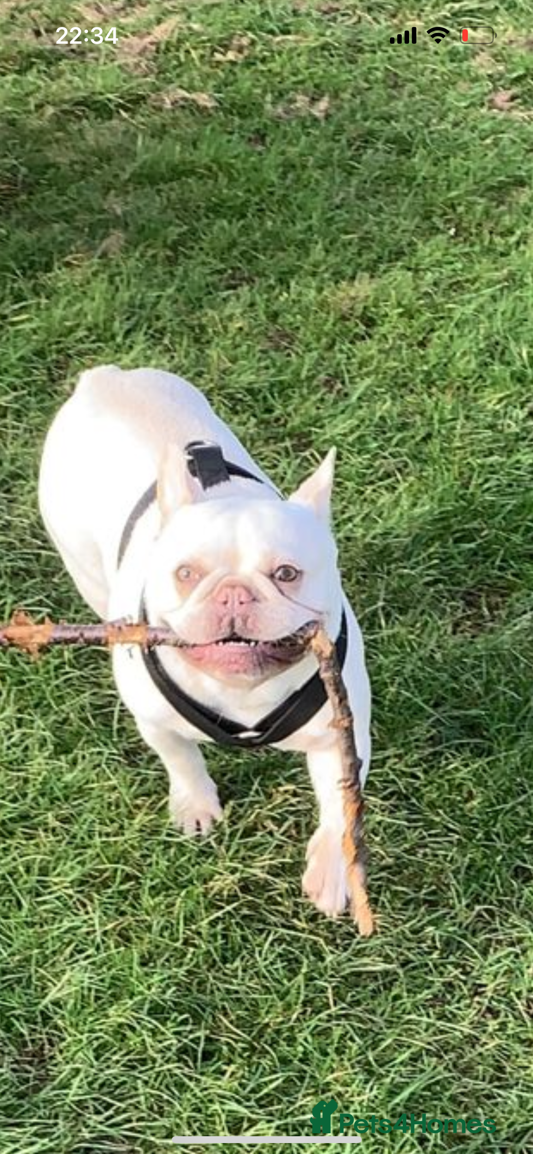 French Bulldog dogs for sale: DWKC registered French bulldog puppies  - Image 10