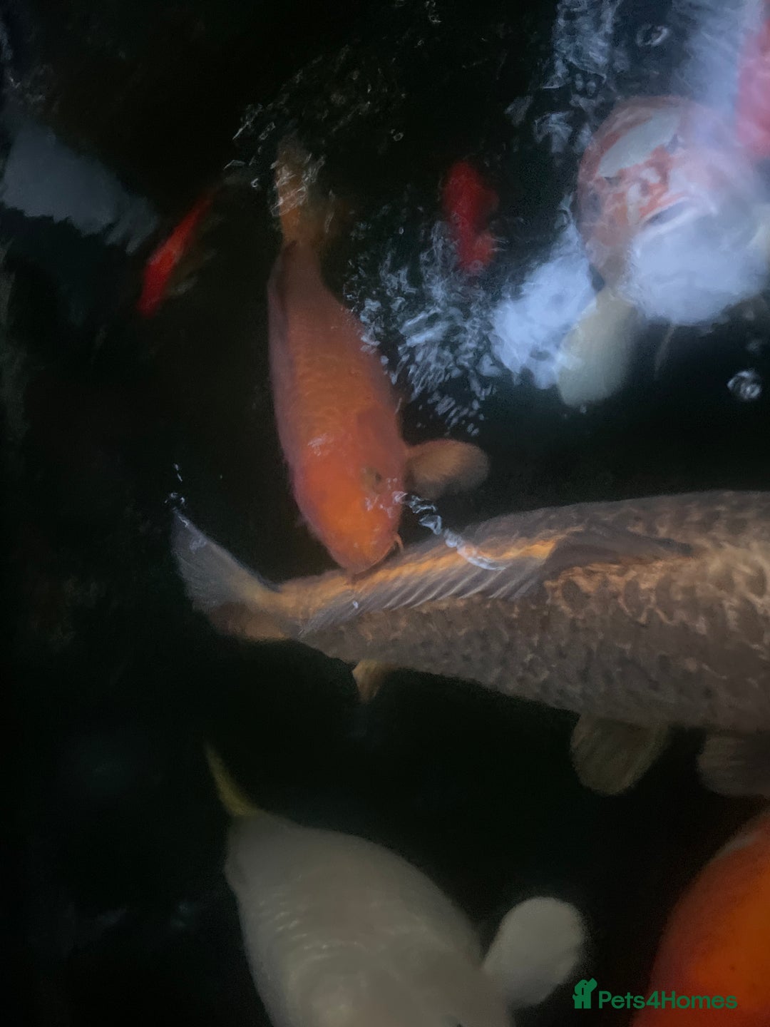 Koi Carp fish for sale: 6 koi and 1 ghost all about 55 cm - Advert 3