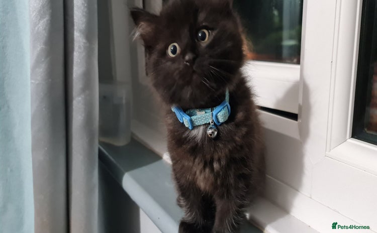 RagaMuffin cats - Advert 1