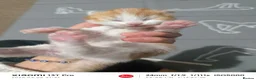 Mixed Breed cats for sale: Adorable White & Ginger Male Kitten for Sale - Advert 8