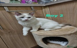 Ragdoll cats for sale: Ragdoll kittens  - Image 3