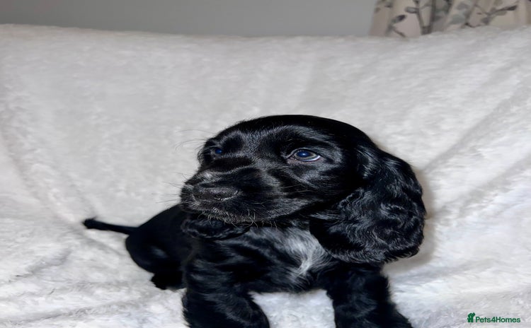 Cocker Spaniel dogs KC registered health tested Show Cocker spaniels  - Advert 4