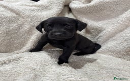 Labrador Retriever dogs for sale: Labrador Pups - Image 11