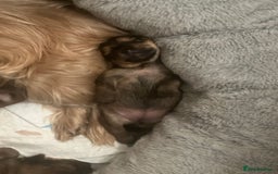 Yorkshire Terrier dogs for sale: Beautiful Chocolate Orange Yorkshire Terriers - Image 20