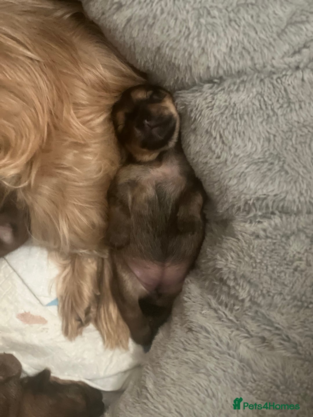 Yorkshire Terrier dogs for sale: Beautiful Chocolate Orange Yorkshire Terriers - Image 20