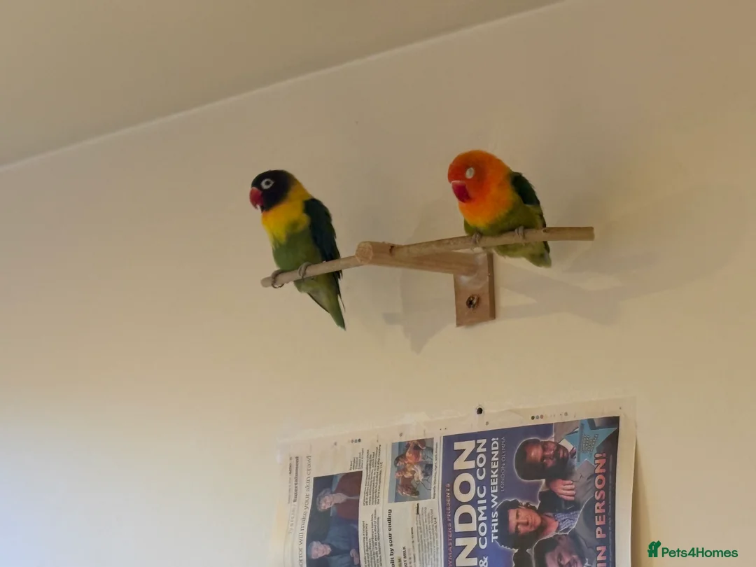 Lovebirds birds for sale: Pair of lovebirds  in Uxbridge - Advert 1