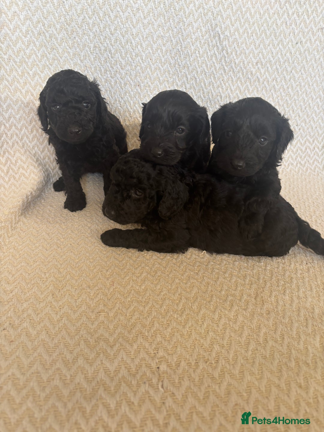Cockapoo dogs for sale: Cockapoo puppies - Advert 12