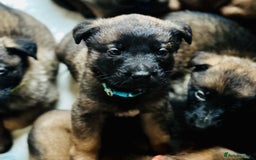 Belgian Shepherd Dog dogs for sale: Skye x Nines very last litter ever! 3B &7G  - Image 10