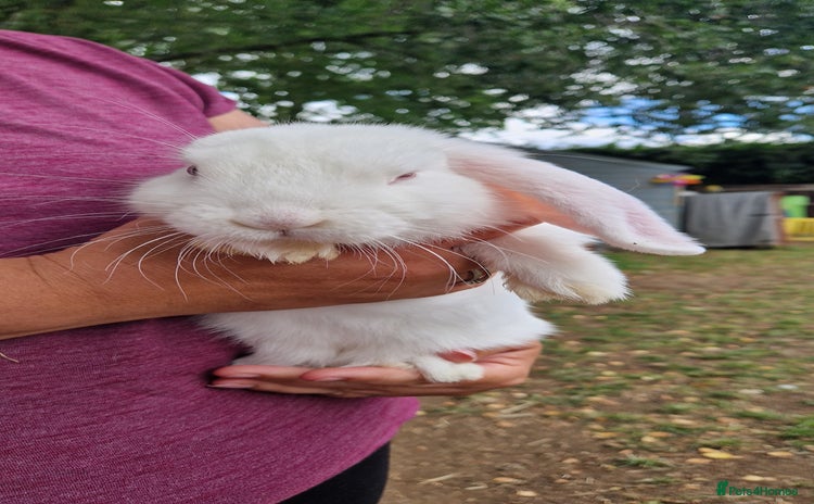 Mini Lop rabbits - Advert 1