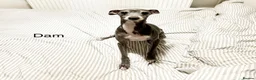 Italian Greyhound dogs for sale: Outstanding KC reg Italian greyhound puppies  - Advert 5