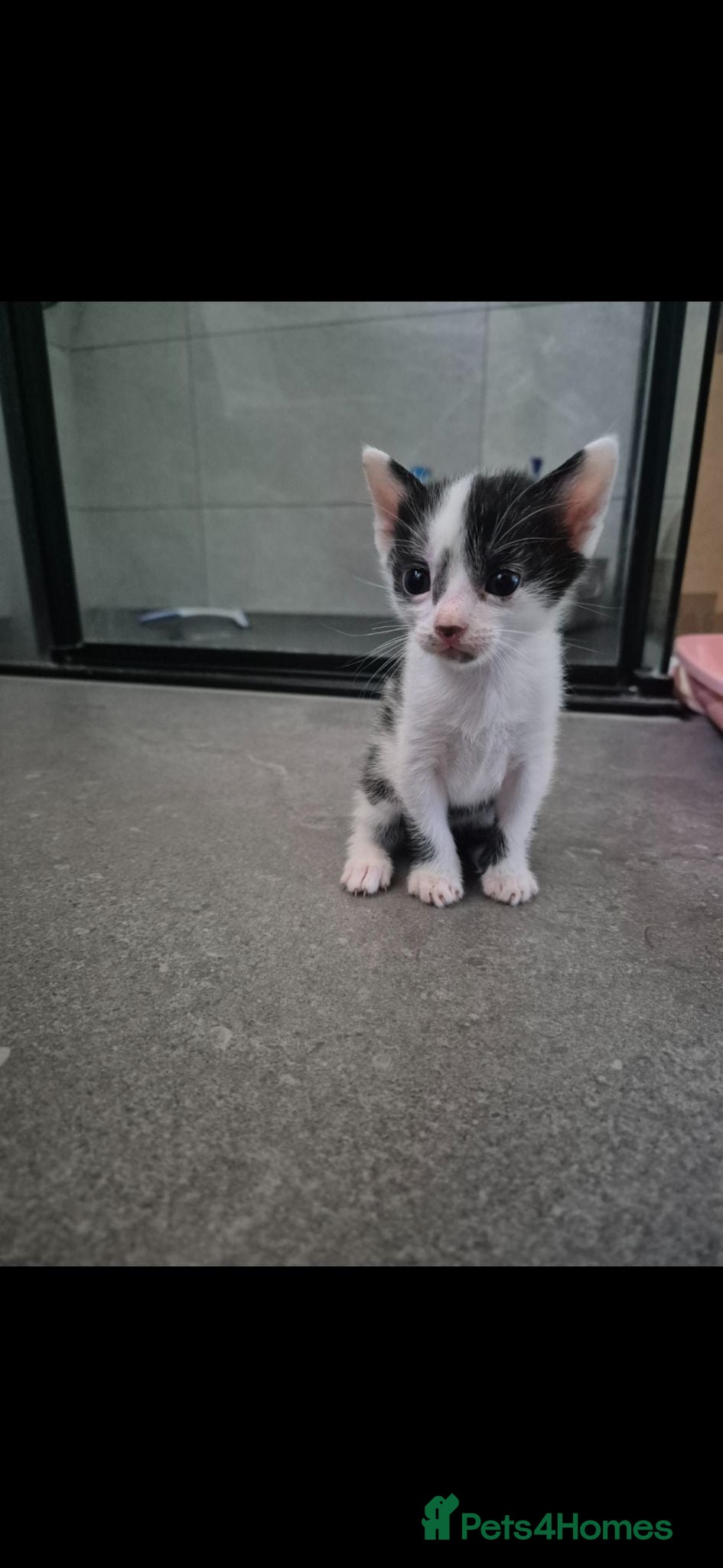 Mixed Breed cats Bengal Cross Kittens - Advert 18