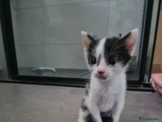 Mixed Breed cats Bengal Cross Kittens - Advert 18