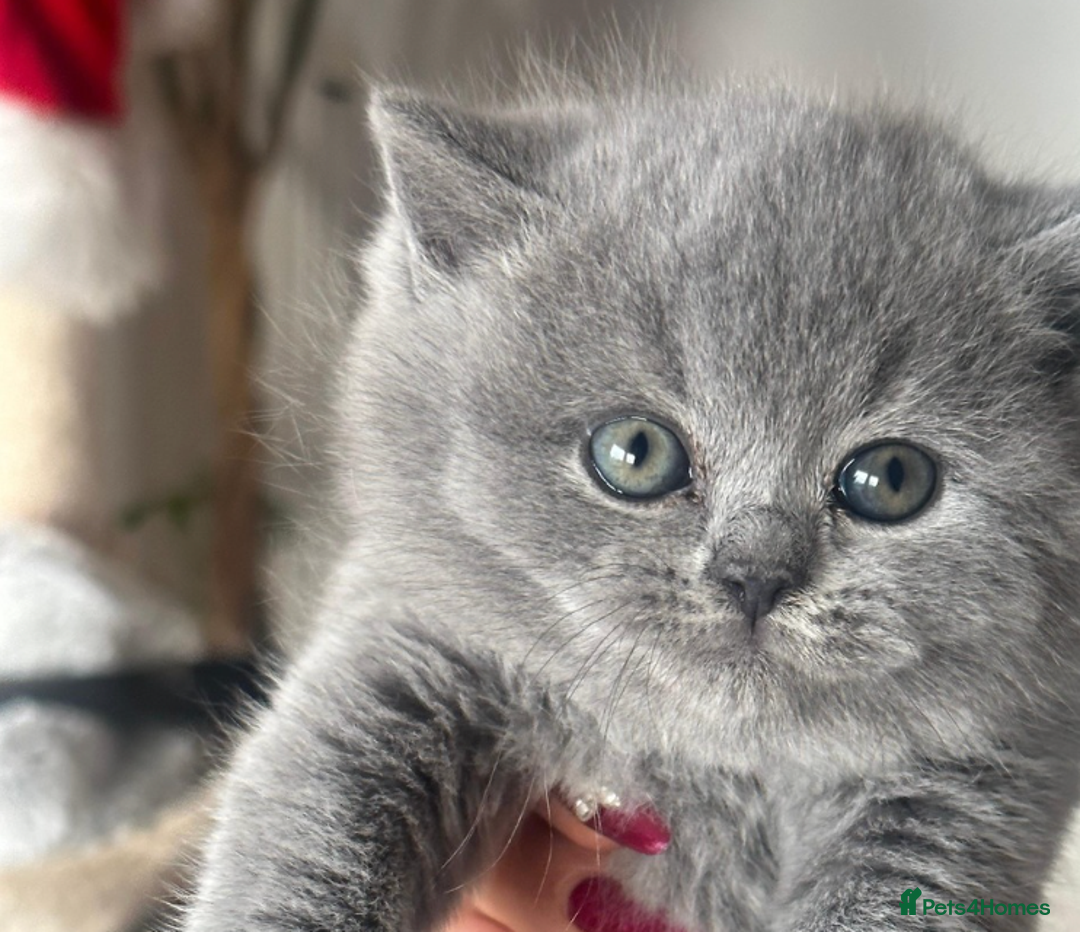 British Shorthair cats for sale: X5 British Shorthair Kittens – GCCF Registered - Advert 5