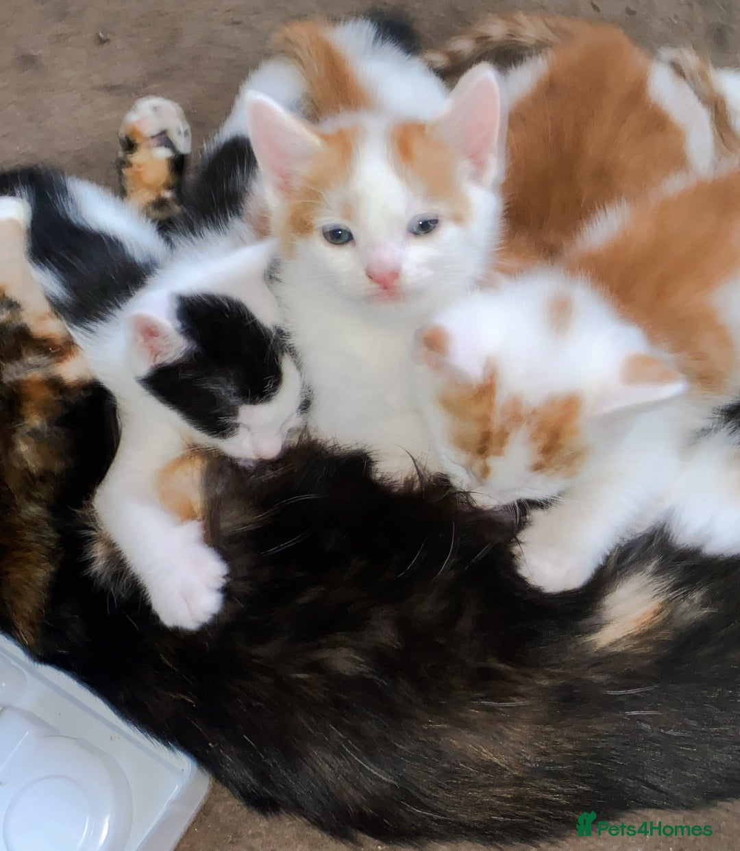 Mixed Breed cats for sale: kittens for sale  - Image 17