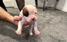 Boxer dogs for sale: KC Registered Boxer Puppies - Image 12