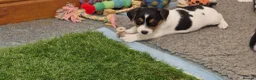 Jack Russell dogs for sale: KC Registered  Jack Russell Puppy in Exeter - Advert 9
