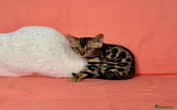 Bengal cats for sale: 🐾Purebred BENGAL Kittens🐾  - Image 22