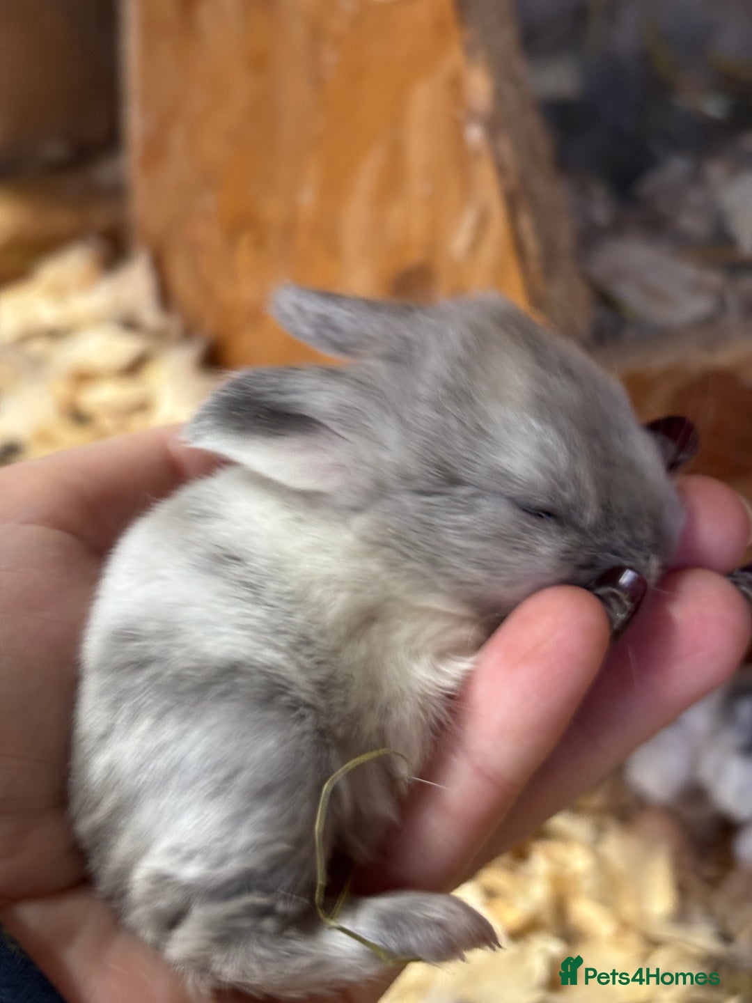Mini Lop rabbits for sale: White & Grey Mini Lops - Advert 6