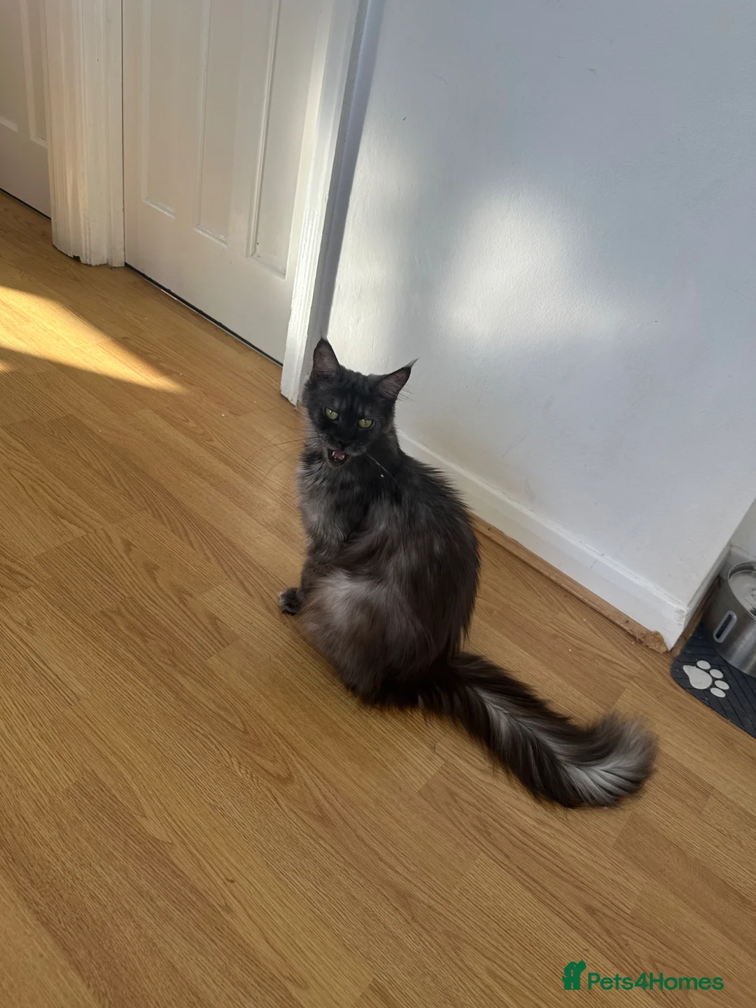 Maine Coon cats for sale: Beautiful Maine Coon - Advert 2