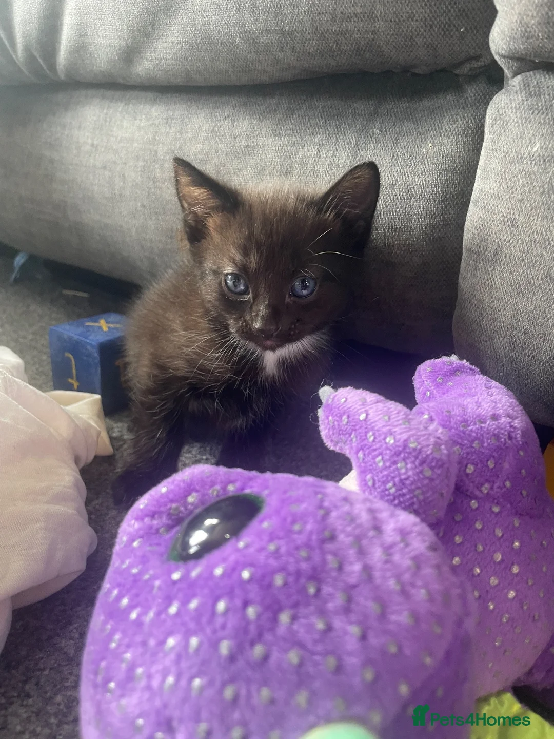 Mixed Breed cats for sale: 2 Boys and one Girl available for a new home!  - Advert 2